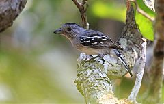 Planalto Slaty-Antshrike